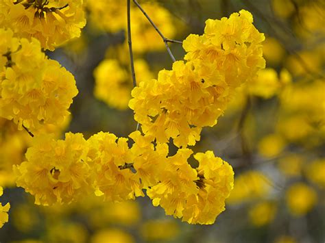 黃鐘花風水|黃花風鈴木